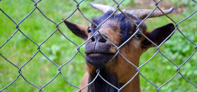 Free stock photo of animal, first photo, goat photo