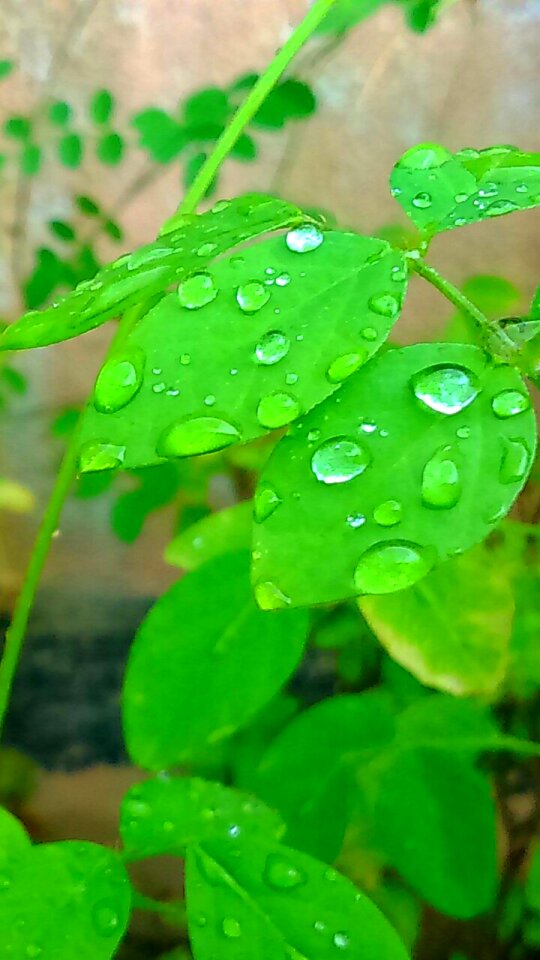 Green Leaf Plant With Water Droplets during Daytime