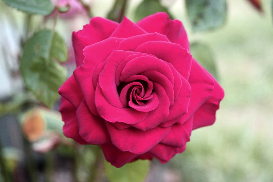 Free stock photo of blossom, flowers, Pink Rose
