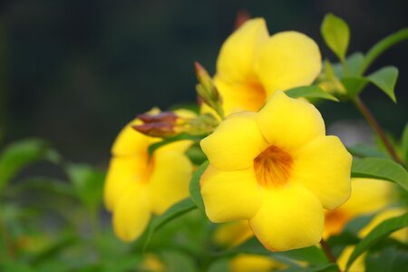 Free stock photo of flower, yellow