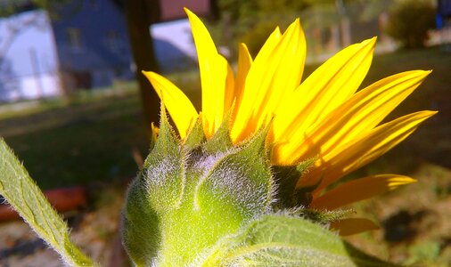 Free stock photo of flower, yellow