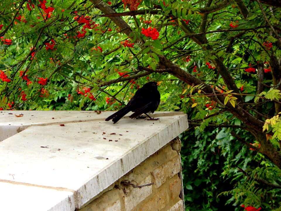Free stock photo of animal, black, green