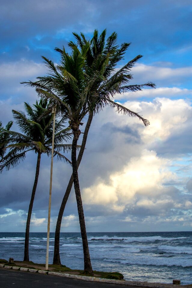 Free stock photo of 35mm, coqueiro, palmtree