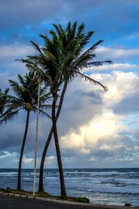 Free stock photo of 35mm, coqueiro, palmtree photo