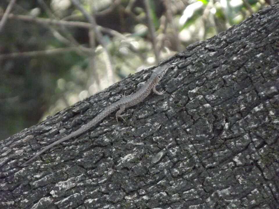 Free stock photo of lizard, wood