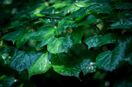 Free stock photo of green, night, sun