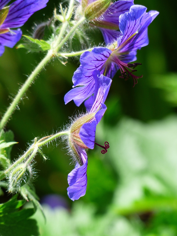 Stamp plant flower
