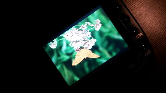 Free stock photo of butterfly, night