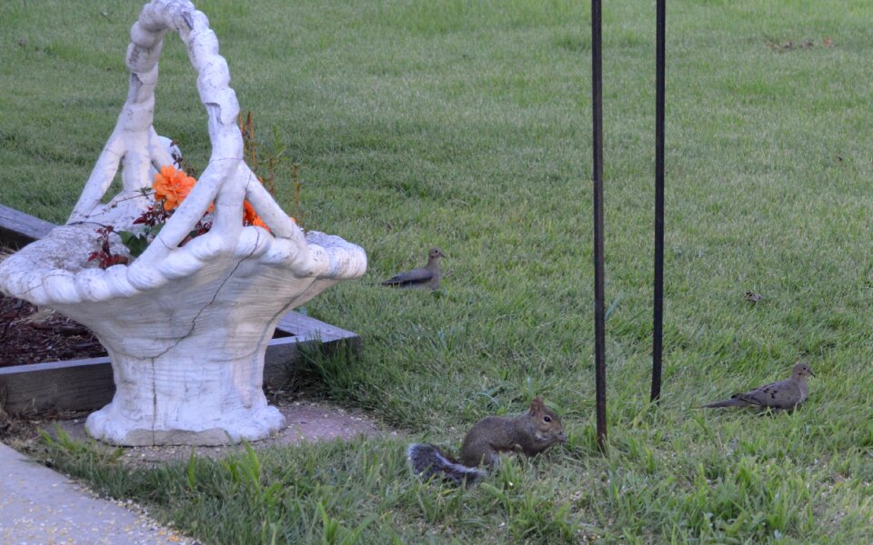Free stock photo of doves, squirrel
