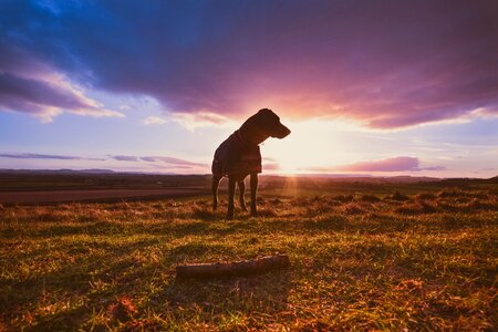 Free stock photo of dog, field, nature