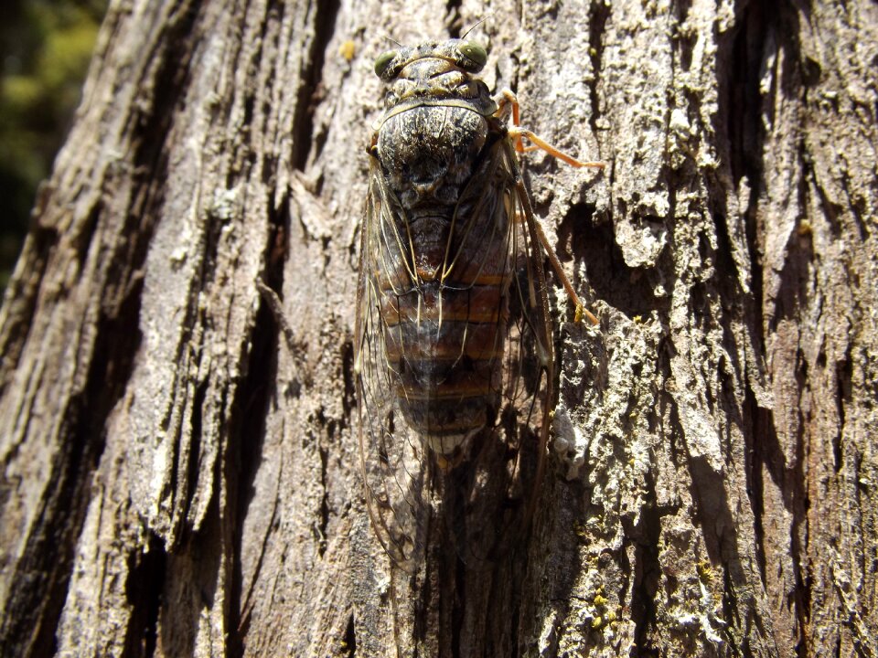 Free stock photo of auchenorrhyncha, cicada, hemiptera