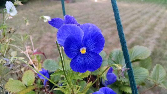 Free stock photo of blue, dark, flower photo