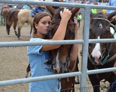 Free stock photo of fair, horse