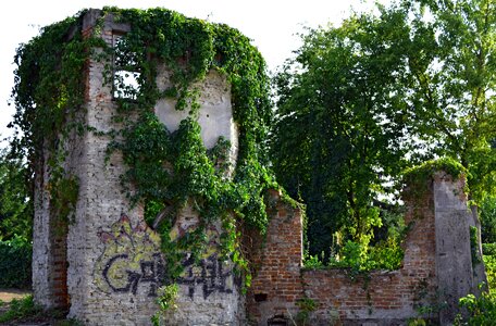Free stock photo of ivy, ruins, summer photo