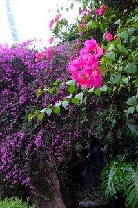 Free stock photo of flowers