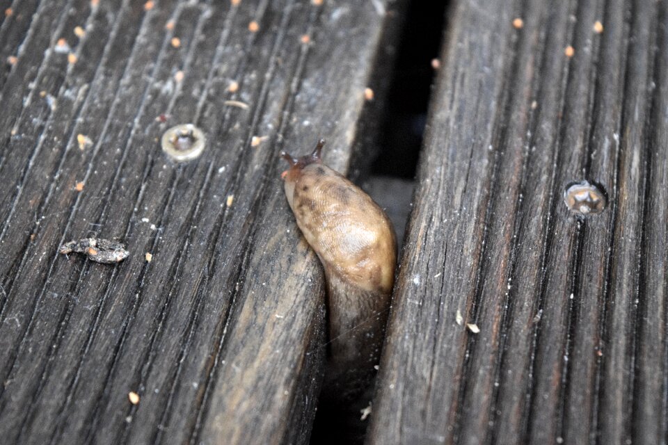 Free stock photo of snail