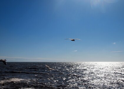 Free stock photo of blue sky, sea, seagulls