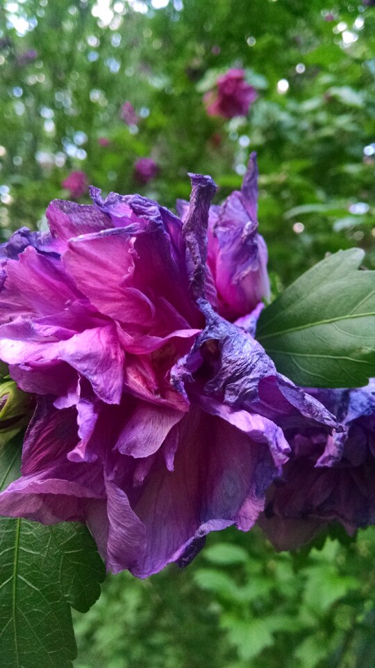 Free stock photo of flower, nature