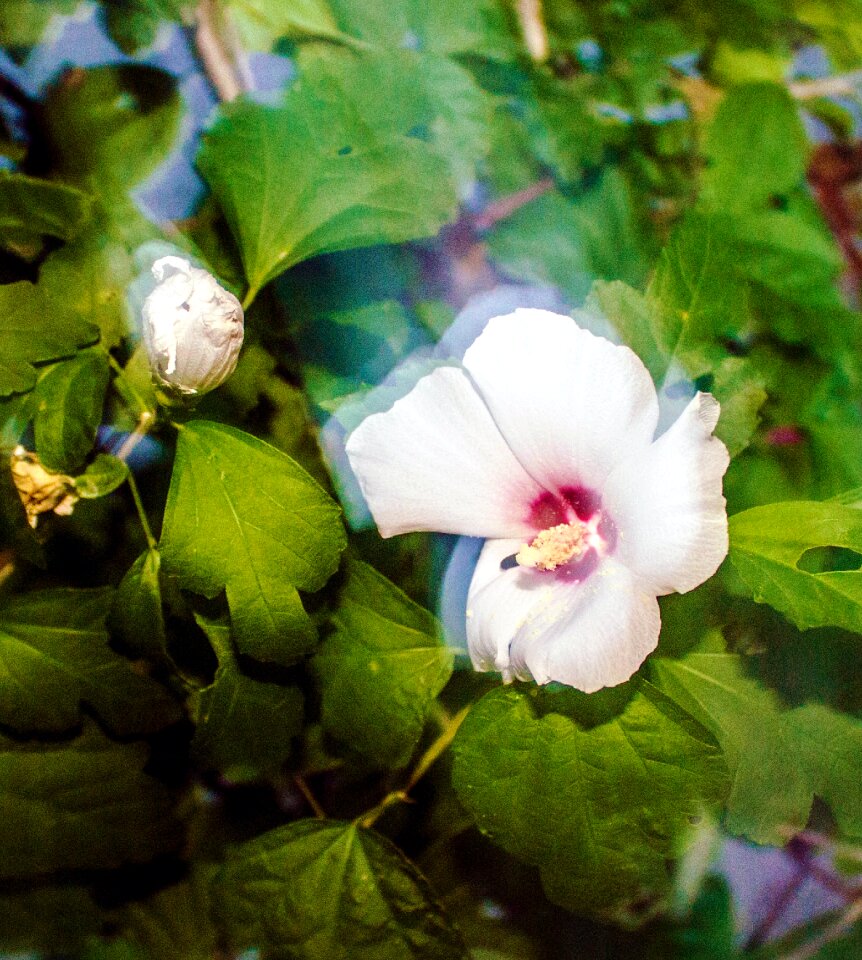 Free stock photo of camera, Hibiscus, photography