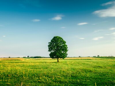 Tall Tree on the Middle of Green Grass Field during Daytime
