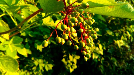 Free stock photo of garden, green, plant photo