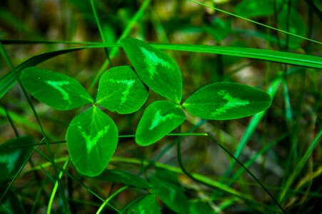 Free stock photo of clover, grass