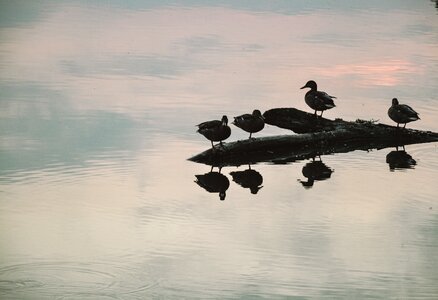 Free stock photo of ducks, water photo