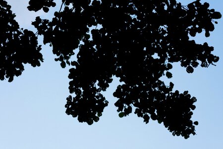 Free stock photo of leafs, sky photo