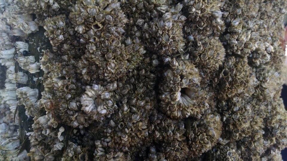 Free stock photo of barnacles, beach, ocean