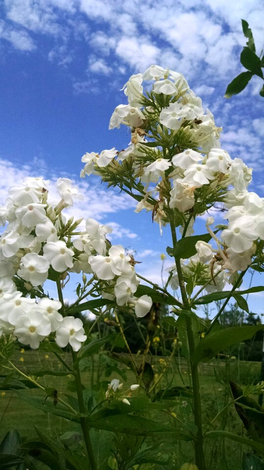 Free stock photo of clouds, flower, nature