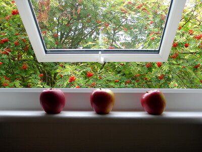 Free stock photo of apple, apples, fruit photo
