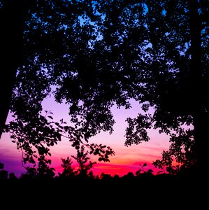 Free stock photo of trees