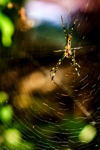 Free stock photo of bushes, spider, spider web photo