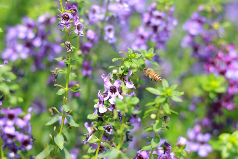 Free stock photo of bee