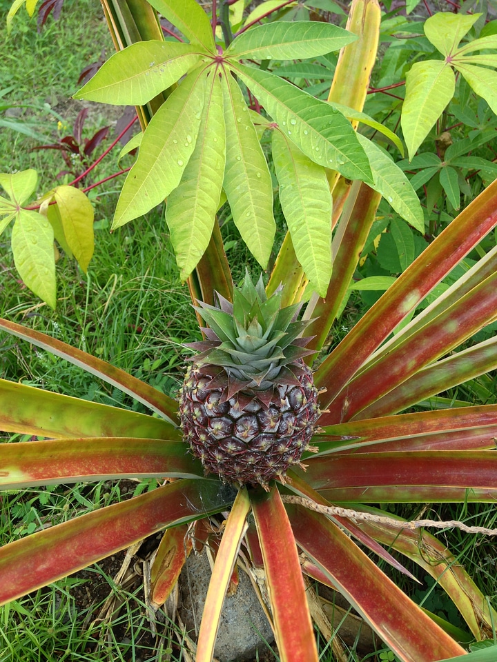 Fruit tropical green