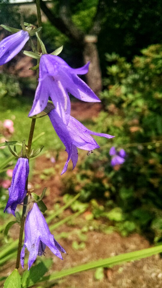 Free stock photo of bell, flower, purple photo