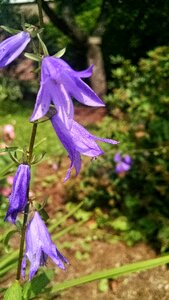 Free stock photo of bell, flower, purple photo