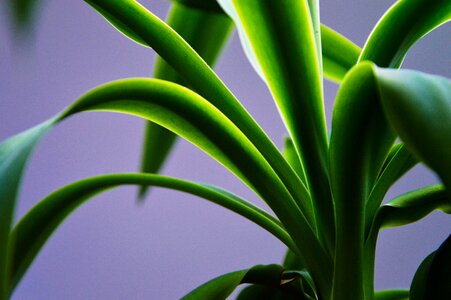 Free stock photo from Tookapic