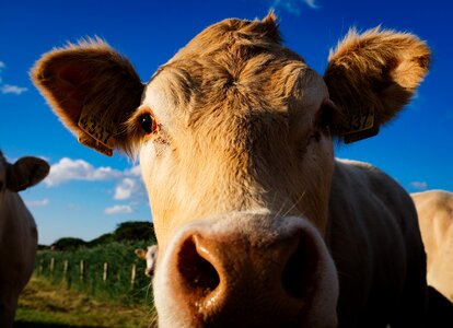 Free stock photo of cow photo