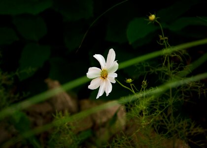 Free stock photo of flower