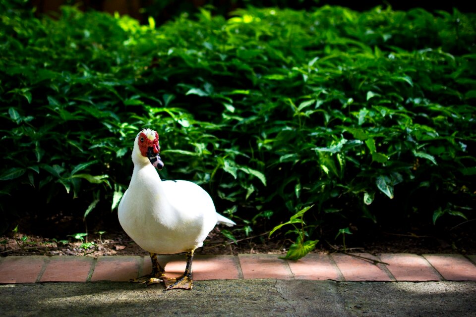 Free stock photo of 35mm