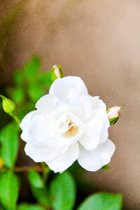 Free stock photo of garden, nature, plant