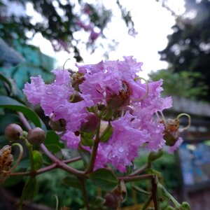 Free stock photo of flower