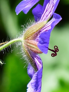 Stamp plant flower photo