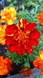 Free stock photo of flower, nature