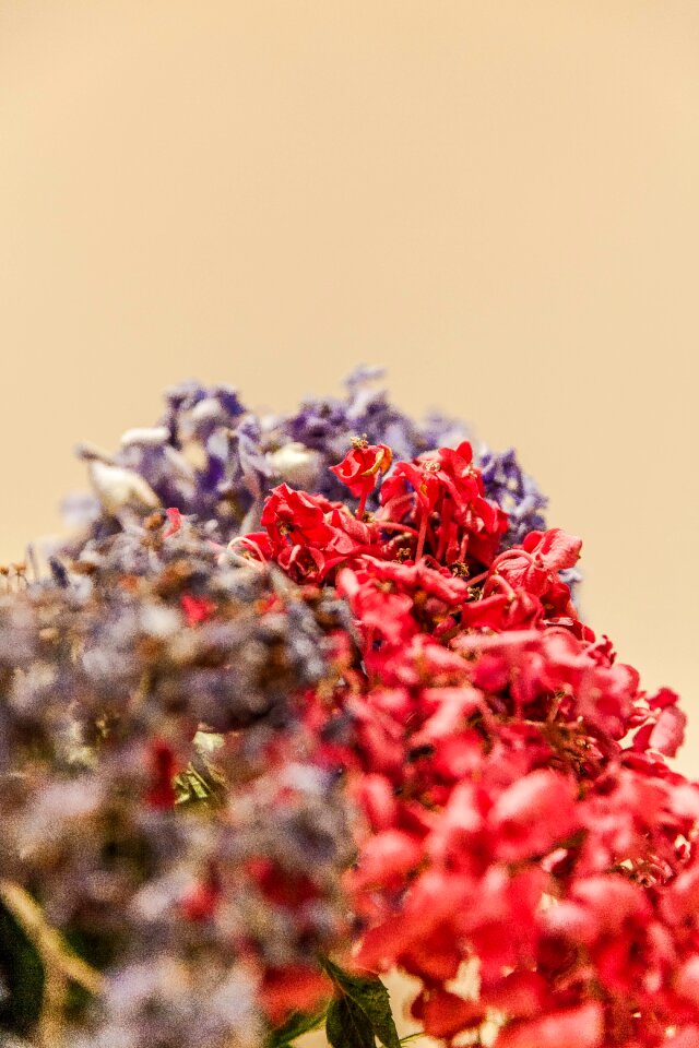 Free stock photo of bouquet, flowers, night