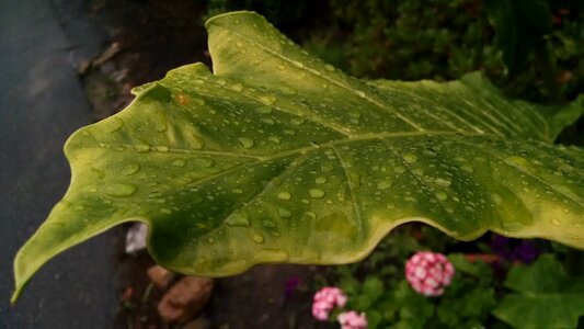 Free stock photo of elephant ear, green, plant