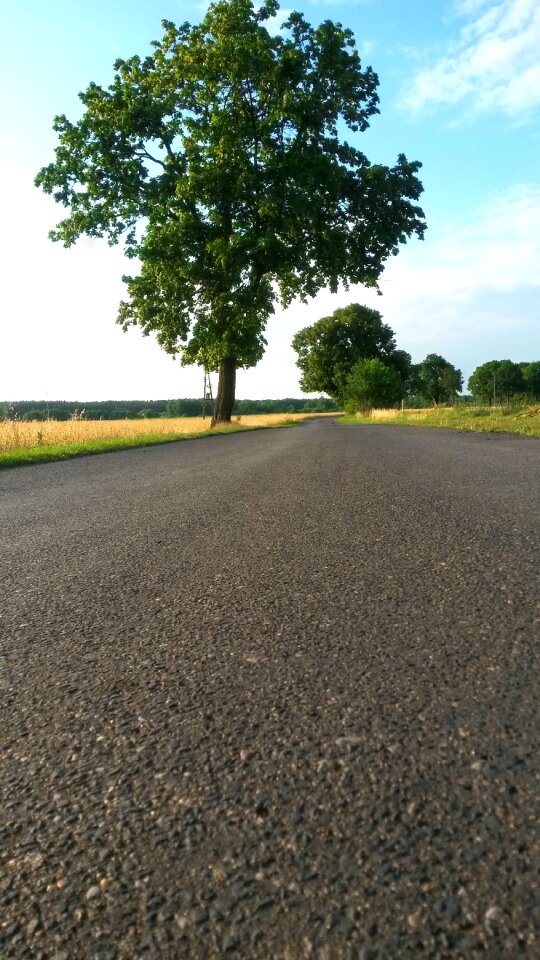 Free stock photo of road, theme roads, tree