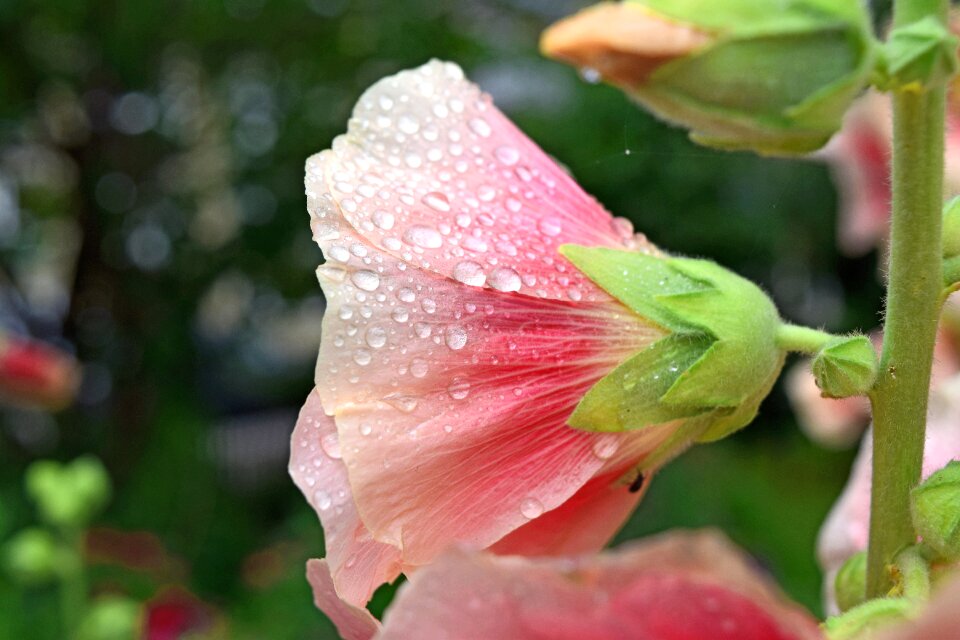 Free stock photo of alcea, flower, hollyhock