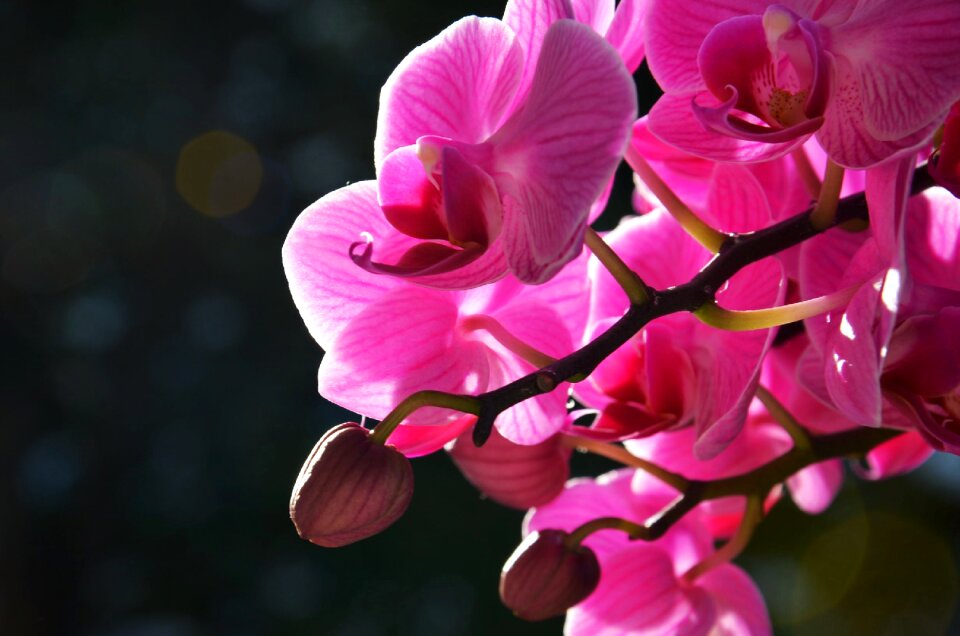 Free stock photo of flowers, summer, sun